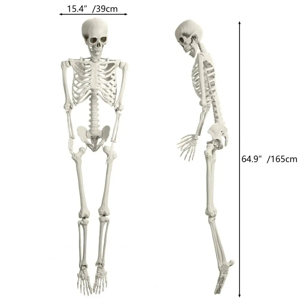 5.4ft Poseable Skeleton Prop Plastic Halloween Photo Prop