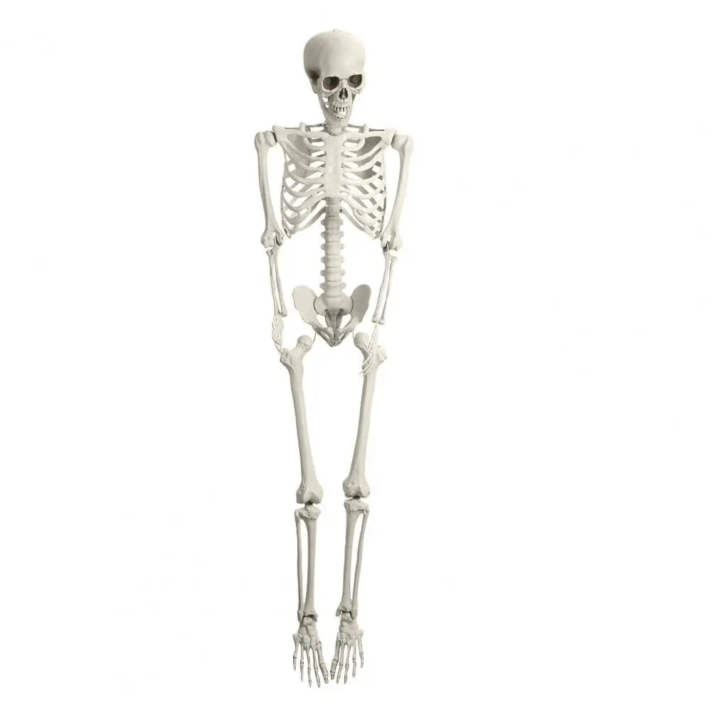 5.4ft Poseable Skeleton Prop Plastic Halloween Photo Prop